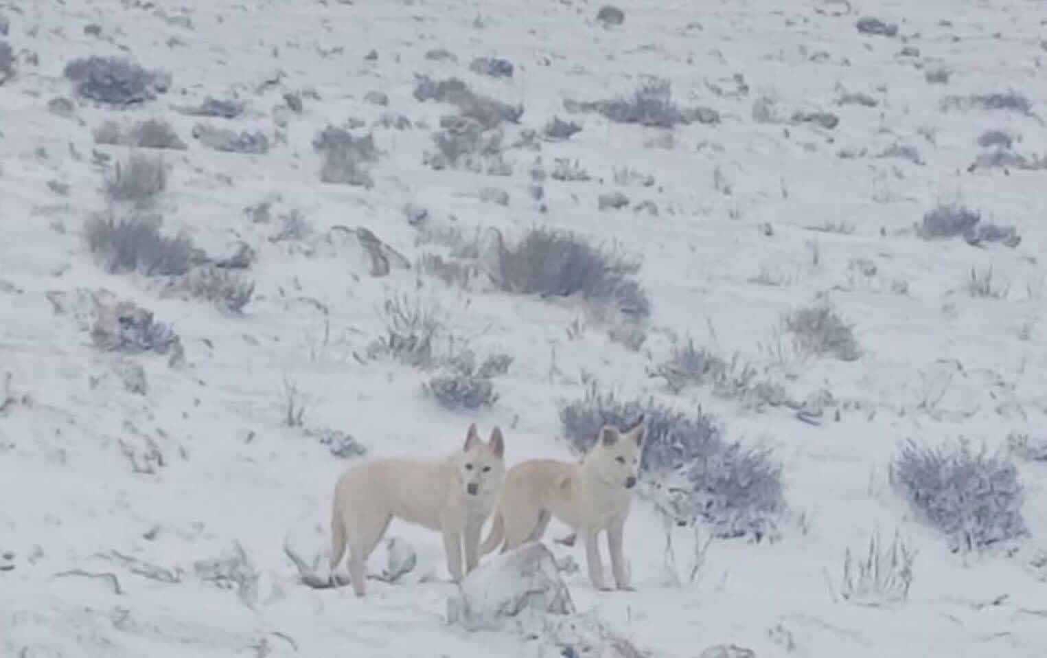 شقة 20 غرف 20م² طابق 20 مفروشة للبيع في مركز يبرود